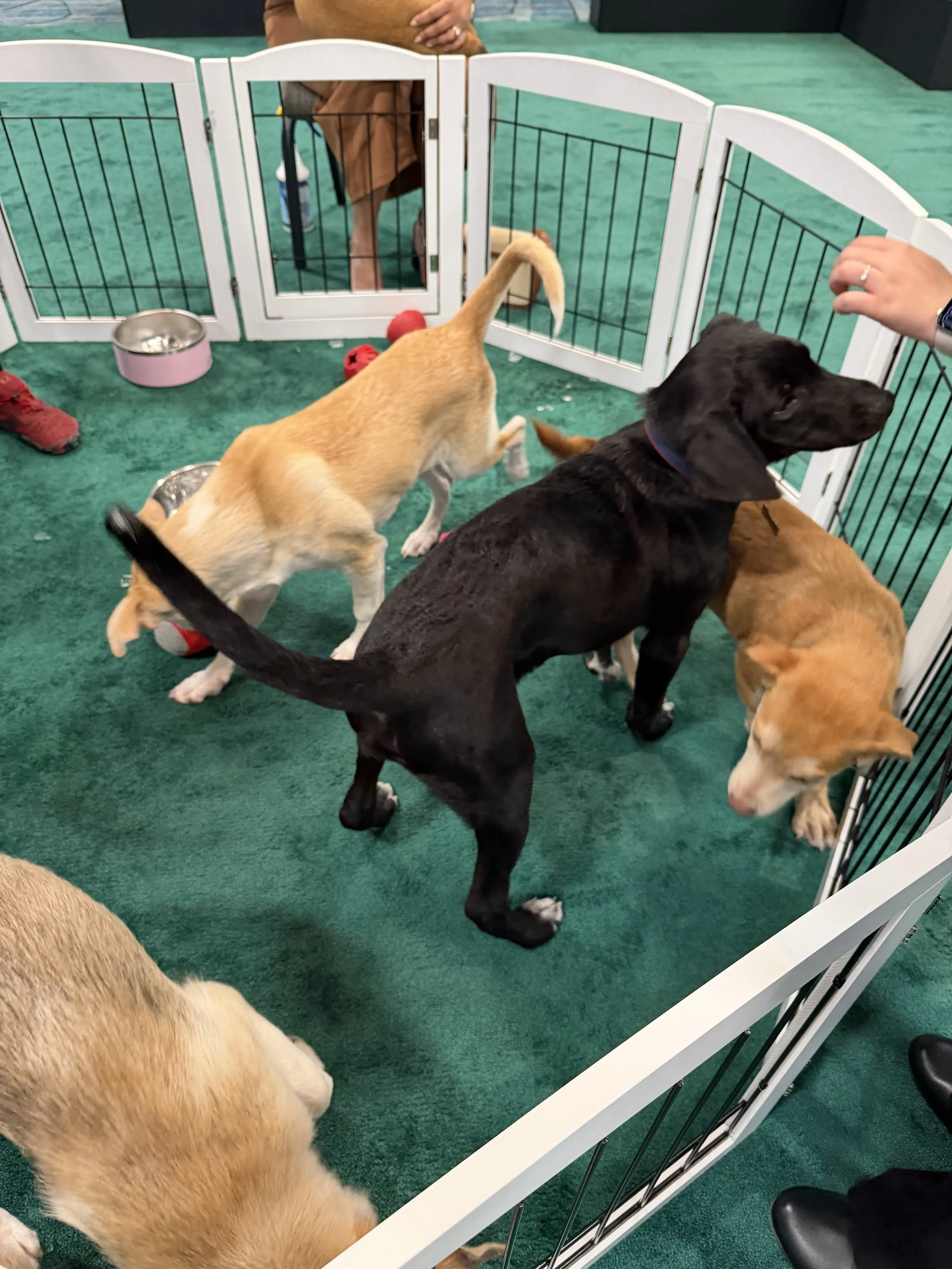 Puppies playing in an enclosure.